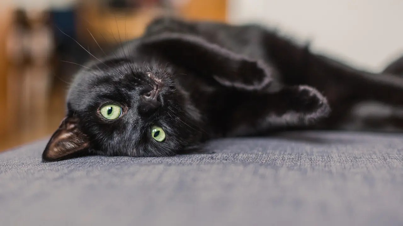7 Bukti Kucing Hitam Lebih 'Bar-bar' Dibanding Kucing Oranye
