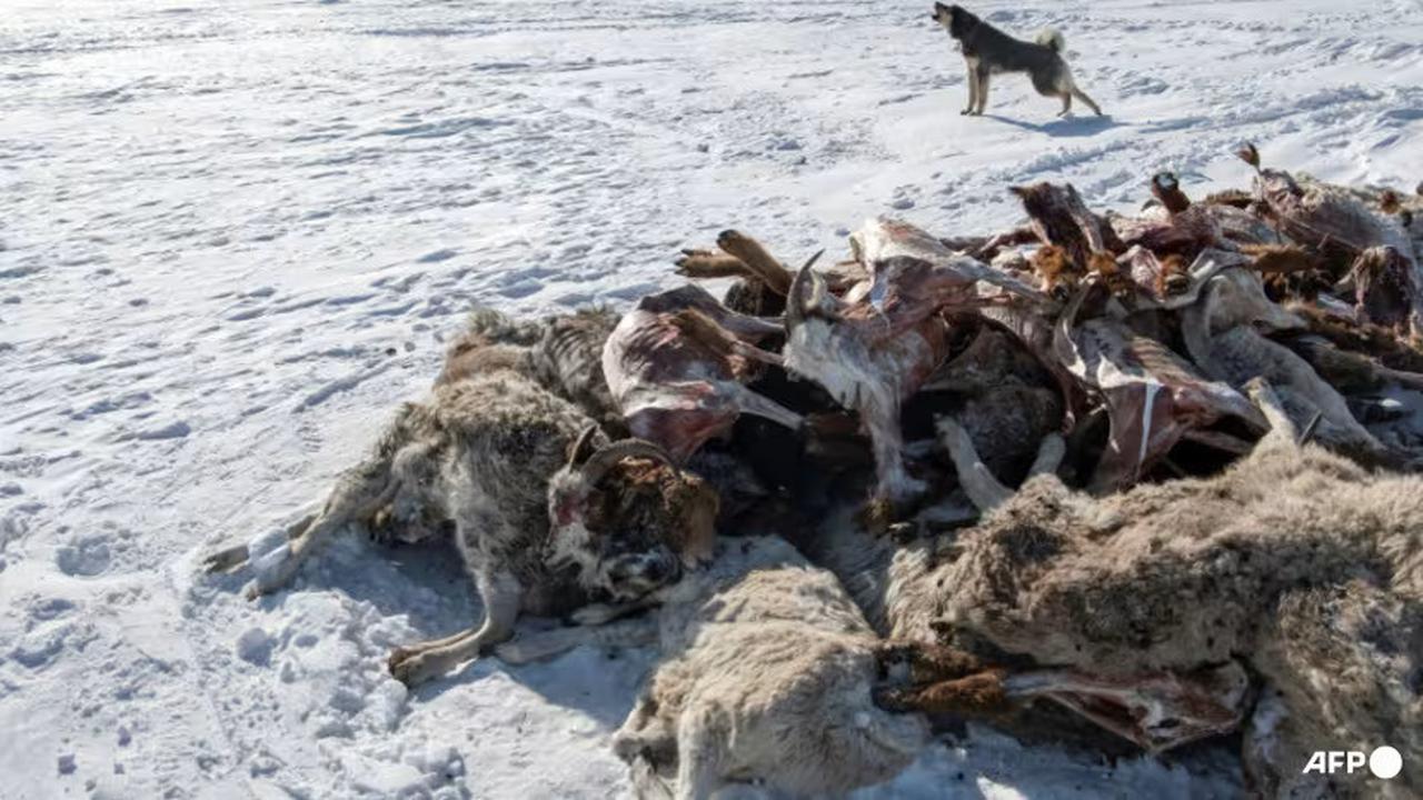 Musim dingin kali ini lebih parah dari biasanya di Mongolia, dengan suhu lebih rendah dari biasanya dan hujan salju yang sangat lebat. (Foto: AFP/Byambasuren Byamba-ochir)