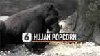 Kebun Binatang Brookfield di pinggiran kota Chicago, Amerika Serikat, menghujani kandang gorila peliharaannya dengan berondong jagung dalam perayaan Hari Popcorn Nasional tanggal 20 Januari.