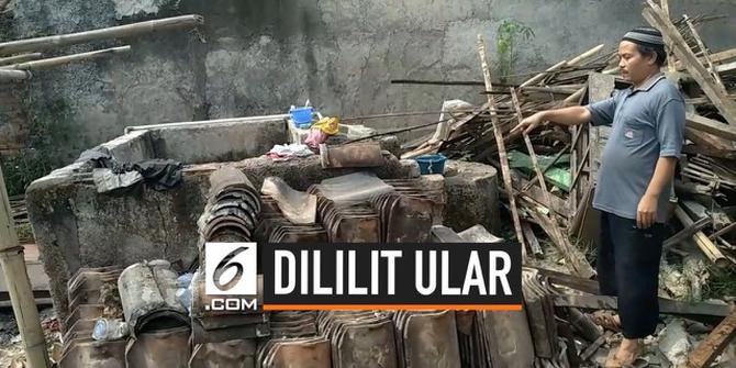 VIDEO: Pria Tewas Dililit Ular Sanca Peliharaan