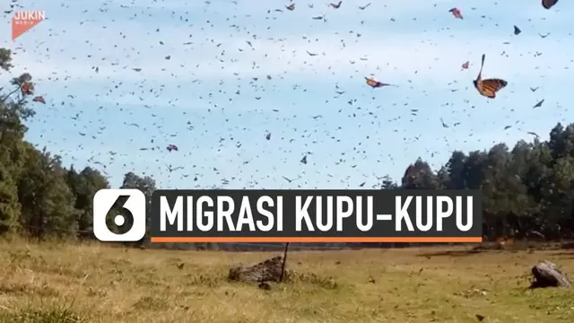 VIDEO: Indahnya Migrasi Ribuan Kupu-Kupu Monarch di Amerika