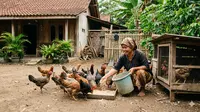 Cara Membuat Pakan Ayam dari Nasi Basi Fermentasi, Rahasia Ternak Cepat Besar dan Sehat