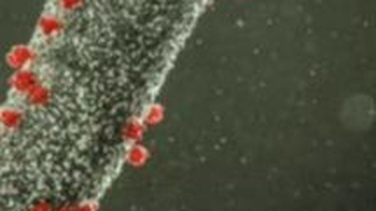 Heboh Virus Nipah, Kemenkes Ungkap Kondisi WNI di India