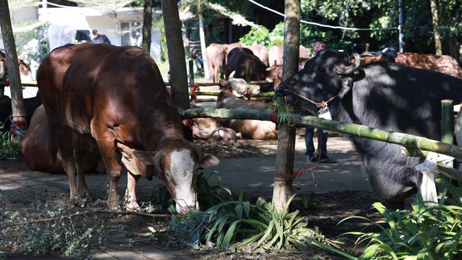 Prabowo Salurkan Kurban untuk Warga Hambalang, 1 Sapi per RW