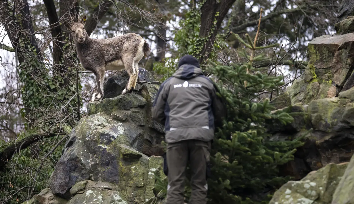 Kambing gunung berpesta dengan pohon Natal di Kebun Binatang Berlin, Jerman, pada Rabu (29/12/2021). Banyak pohon Natal yang tersisa setelah perayaan berakhir sebagai makanan berbagai hewan di kebun binatang Berlin. (Odd ANDERSEN / AFP)