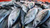 Sebanyak 11.000 ton tuna sirip kuning dan cakalang telah memiliki sertifikasi untuk pasar Amerika dan Eropa. Dok KKP