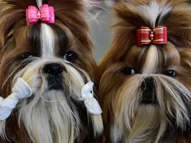 Dua anjing jenis terrier, Yorkshire di foto pada pameran anjing Internasional di Bishkek (01/10). Para peternak anjing asal Rusia, Kazakhstan dan Kirgistan ambil bagian dalam pameran tersebut. (AFP PHOTO / Vyacheslav OSELEDKO)