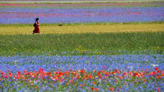 Ladang Bunga Castelluccio di Italia