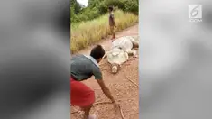 Seekor buaya besar menghebohkan warga di Kalimantan Tengah. Diperkirakan bobot hewan tersebut mencapai 1 ton.