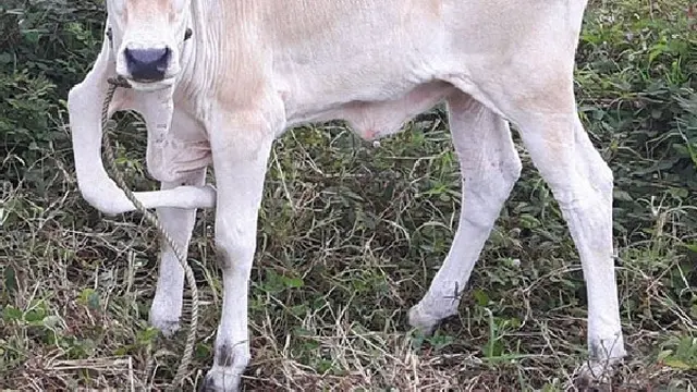 Sapi Punya Lima Kaki