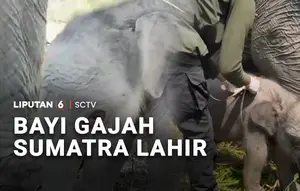 Bayi Gajah Sumatra Lahir