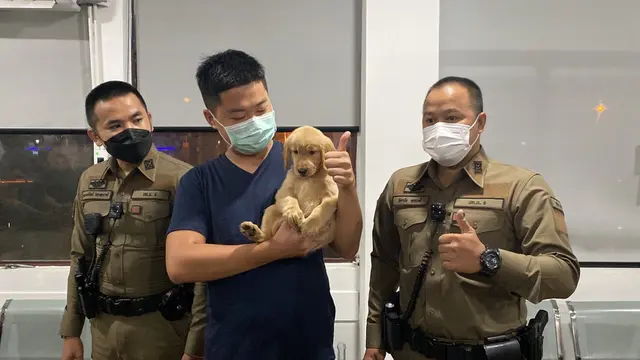 Anjing Menggemaskan