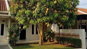 8 Cara Mendapatkan Buah Mangga Besar dan Manis dengan Mengatur Nutrisi Sejak Awal Tanam