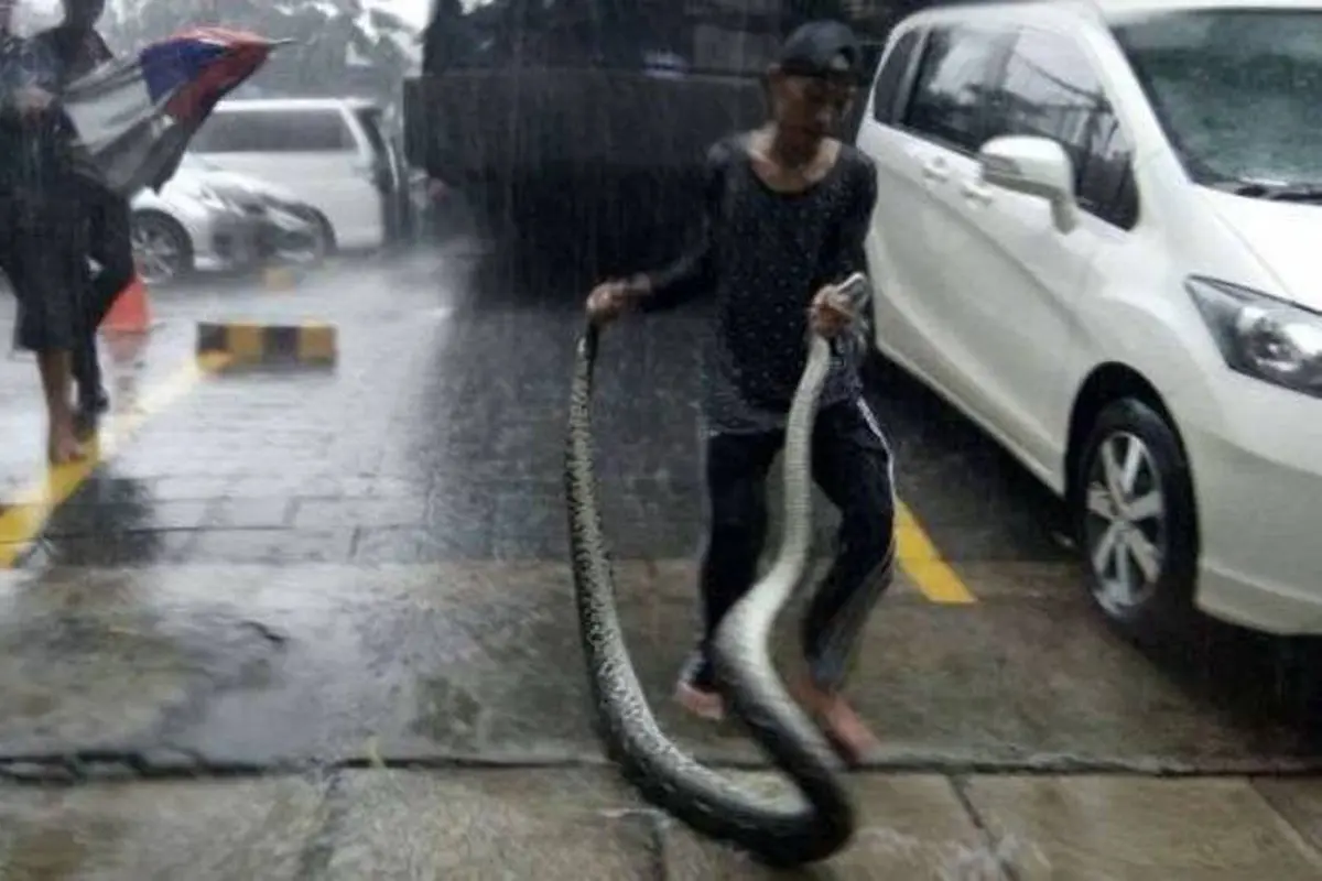 Ini Penampakan Ular Sanca 5 Meter dan Biawak di Banjir Kemang