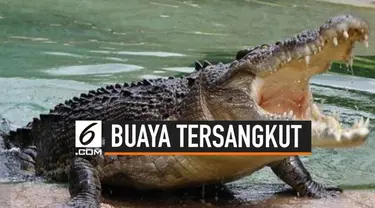 Seekor buaya muara berukuran lebih dari dua meter terjerat jaring milik seorang nelayan. Insiden ini terjadi di Desa Sei Ijum Raya, Kecamatan Mentaya Hilir Selatan, Kabupatern Kotawaringin Timur, Kalimantan Tengah.