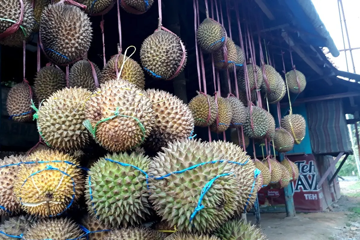 Durian dijajakan di pinggir jalan. (Foto: Liputan6.com/Muhamad Ridlo)