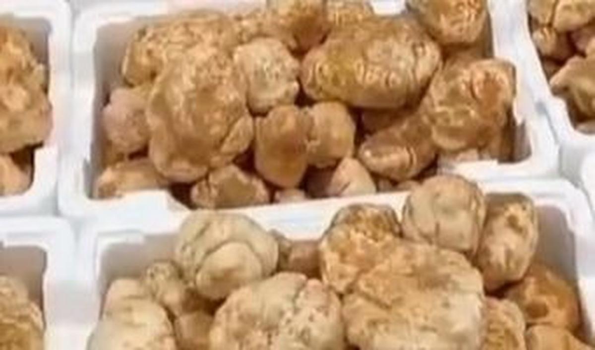WNI bernama Alman Mulyana itu menyebut, jika Pega merupakan salah satu makanan favorit Rasulullah SAW.