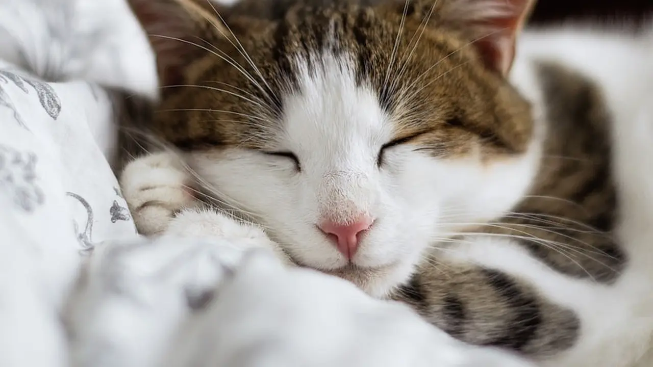 Durasi Tidur Bermacam-Macam. Kucing Dewasa Bisa Tidur Selama 15 Jam, Sedangkan Waktu Tidur Anak Kucing Bisa Sampai 20 Jam Sehari. Ini Alasannya! (Kredit: Pexels.com/Alexandru)