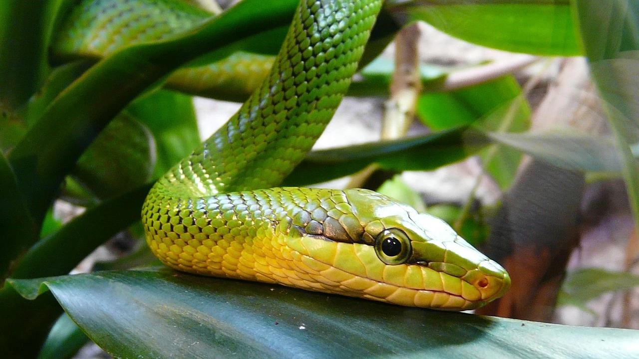 7 Manfaat Ular bagi Ekosistem Kebun dan Cara Aman Menghadapinya di Halaman Rumah
