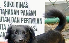 Bocah 12 Tahun di TTS NTT Tewas Akibat Digigit Anjing Rabies