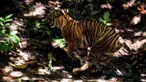 Foto yang diambil pada 20 Juni 2020 memperlihatkan seekor Harimau Sumatra liar berjenis kelamin betina berlari keluar dari kerangkeng besi saat proses pelepasliaran di kawasan Taman Nasional Gunung Leuser (TNGL), Aceh. (CHAIDEER MAHYUDDIN / AFP)