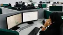 Petugas kepolisian Arab Saudi menerima telepon di Pusat Pemantauan 911, Makkah, Selasa (6/8/2019). Jika Anda menelepon nomor 911 di Arab Saudi, inilah bagian yang pertama kali menerima setiap panggilan darurat. (AP Photo/Amr Nabil)