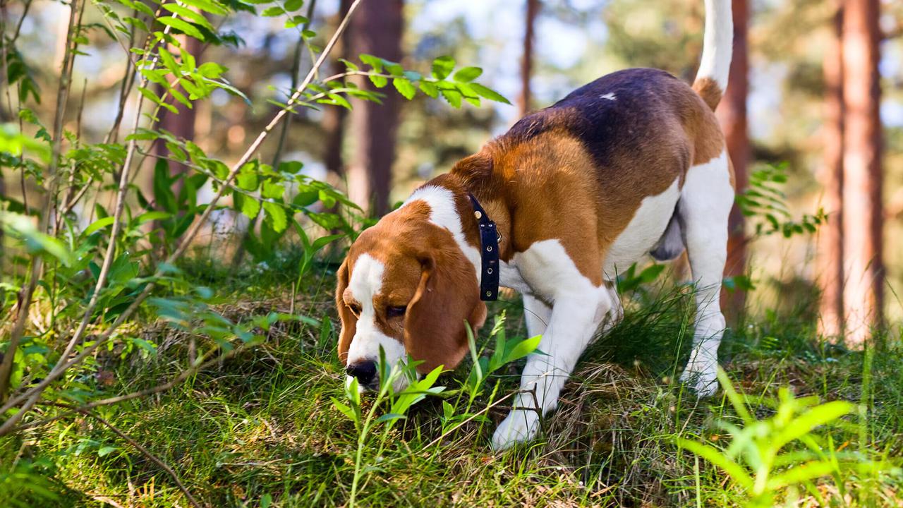 Taiwan Kerahkan Anjing untuk Deteksi Pohon yang Terkena Penyakit,  Begini Caranya