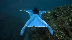 Penyelam gaya bebas asal Monaco, Pierre Frolla memakai prototipe wetsuit 'Oceanwings' saat menyelam di laut Mediterania (13/8). Wetsuit yang digunakan melucur dalam air tersebut diproduksi oleh Aqualung. (AFP Photo/Boris Horvat)