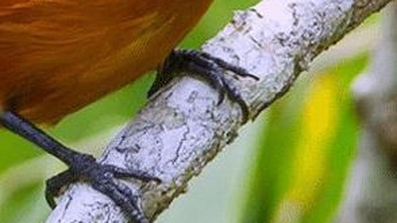 3. Burung Pitohui<br>