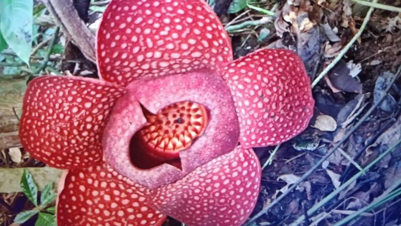 Pesona Langka: Dua Bunga Rafflesia Mekar Serentak di Agam, Sumatera Barat