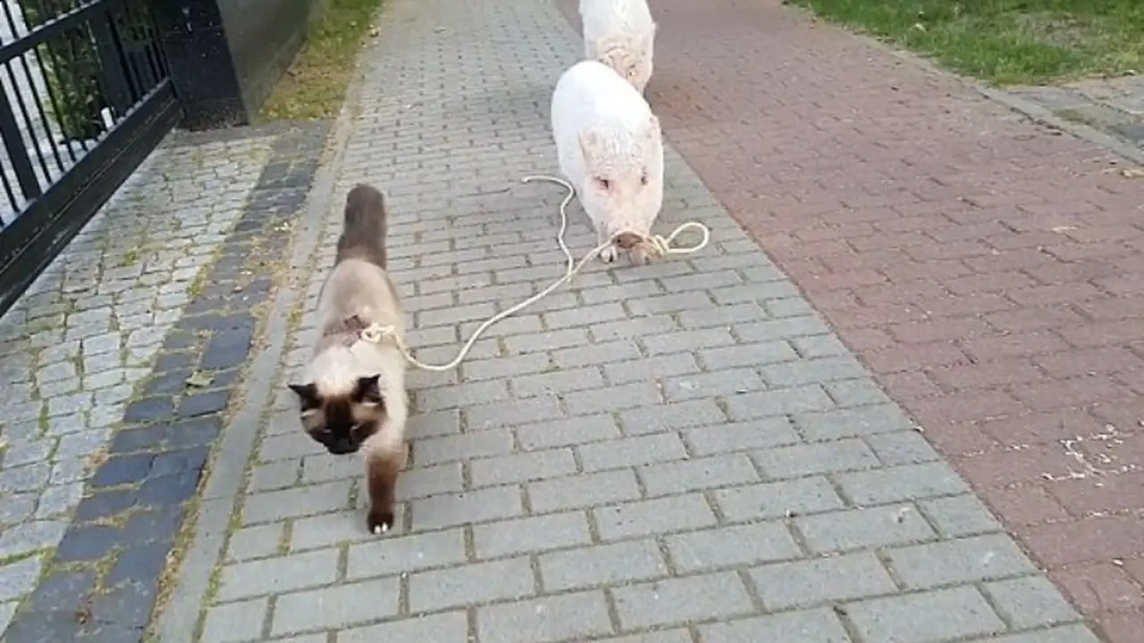 kucing lucu, babi lucu, hewan peliharaan