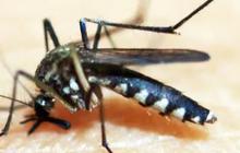Membedah Cara Kerja Nyamuk Wolbachia Lumpuhkan DBD