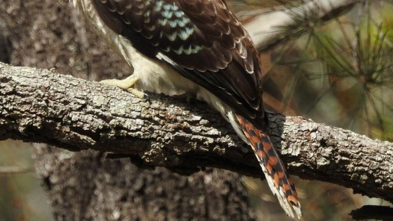 Kookabura