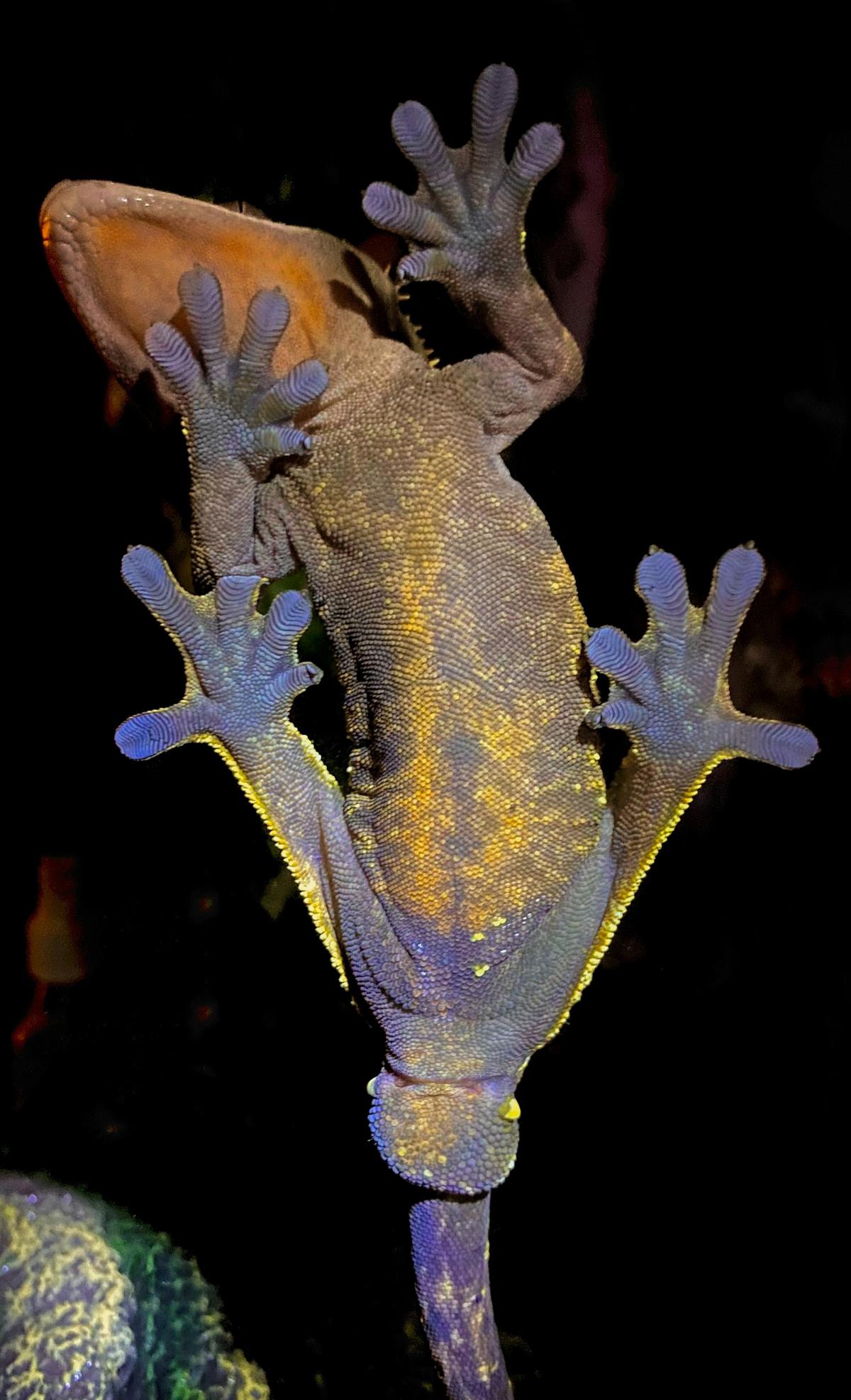 Arti Bunyi Tokek 5 Kali