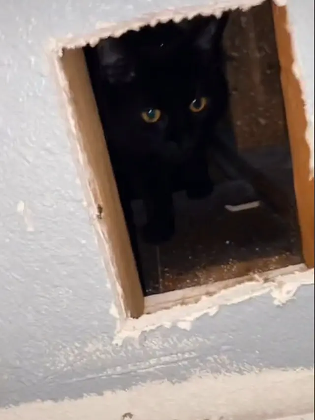 Dikira Hilang, Kucing Ini Ternyata Terjebak di Balik Tembok