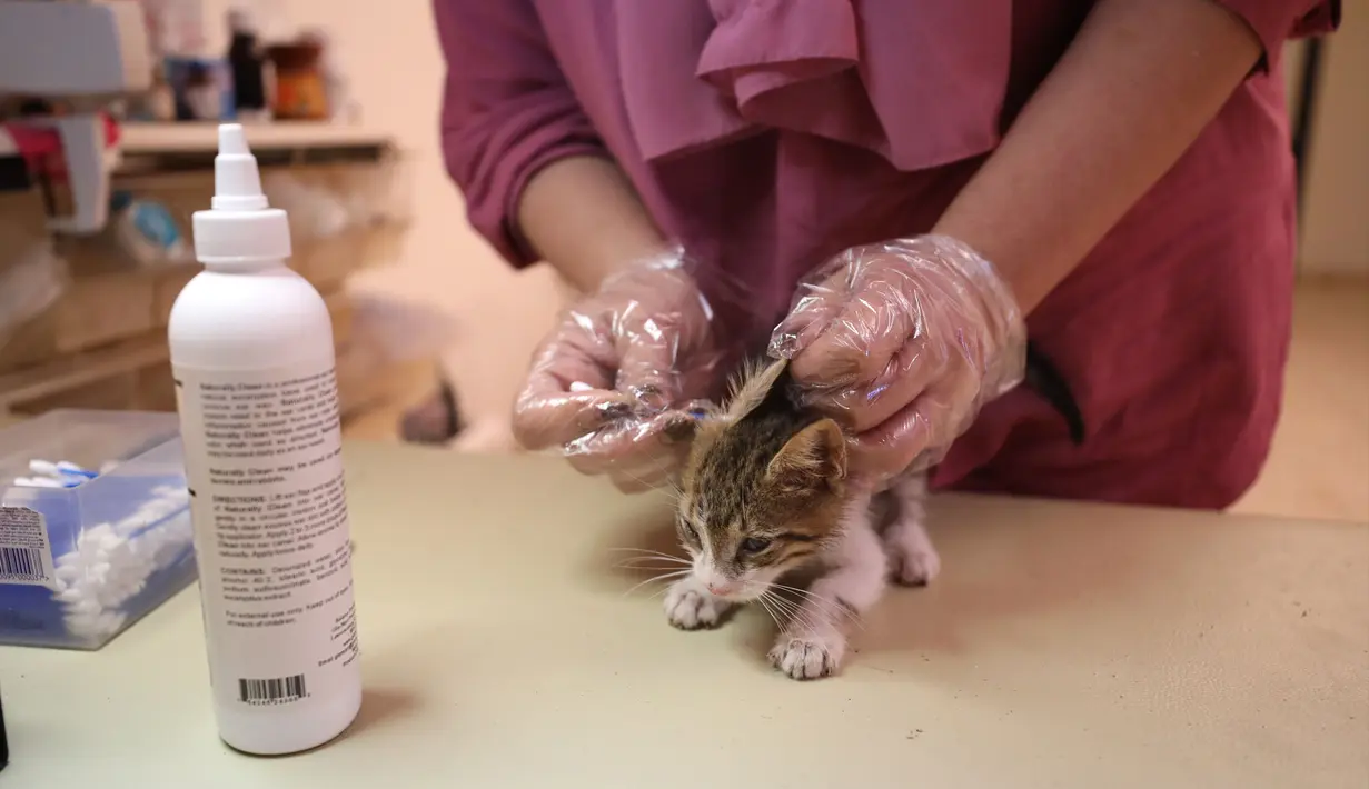 Wanita Palestina, Maha Mansoura (52) merawat kucing dalam rumahnya di Kota Ramallah, Tepi Barat, 7 Oktober 2020. Hewan telantar di Ramallah dapat menikmati tempat berlindung yang aman setelah Maha Mansoura mengubah rumahnya menjadi tempat penampungan. (Xinhua/Ayman Nobani)
