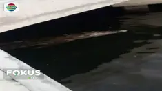 Tim gabungan kembali berpatroli untuk mencari buaya di seputar dermaga Pondok Dayung. Diduga karena perairan sekitarnya  tercemar, buaya sepanjang tiga meter ini keluar dari habitatnya.