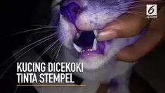 Kasihan, seekor kucing ditemukan di jalanan usai dicekoki tinta stempel.