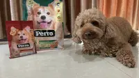 Ekspansi Bisnis, Emiten Consumer Goods Ini Kenalkan Makanan Anjing Premium