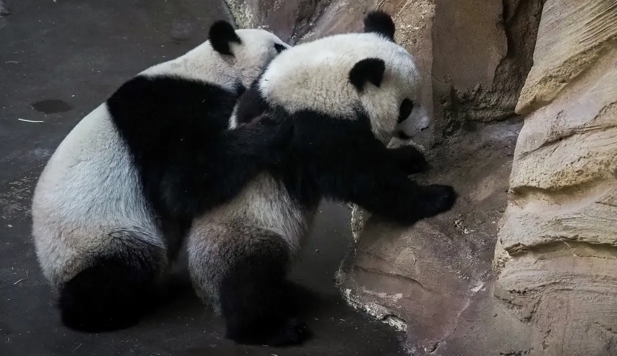 Anak panda, Yuan Meng (kanan) bermain dengan induknya, Huan Huan di kandang mereka di Zoo de Beauval. Prancis pada 26 Agustus 2019. Ibu Yuan Meng dan bapaknya, Yuan Zi, merupakan pinjaman dari China yang bertujuan menekankan hubungan yang baik dengan Prancis. (GUILLAUME SOUVANT / AFP)