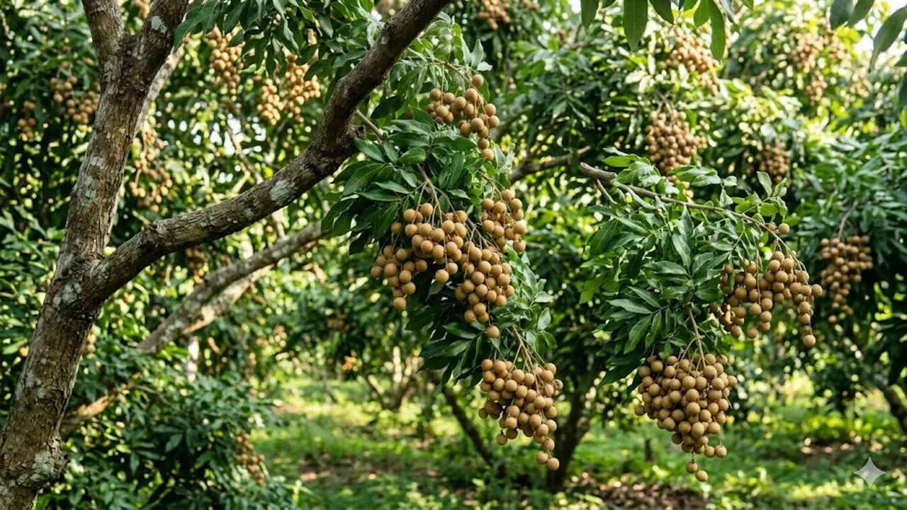 Tanaman Buah yang Cocok Dijadikan Warisan Hidup