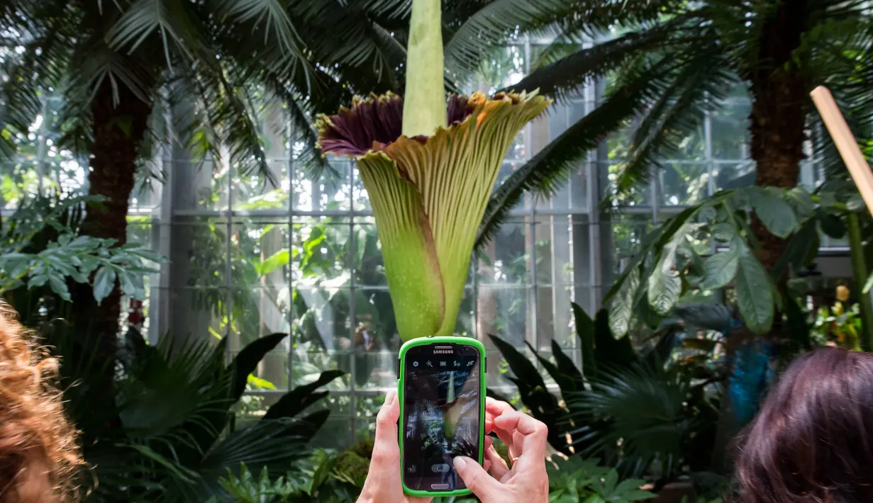 Seorang turis mengambil gambar bunga bangkai raksasa Titan Arum di Botanic Garden, Washington, Amerika Serikat, Senin (2/8). Bunga bangkai raksasa dari Sumatera, Indonesia ini tak lama lagi akan mekar sempurna. (Zach GIBSON/AFP)