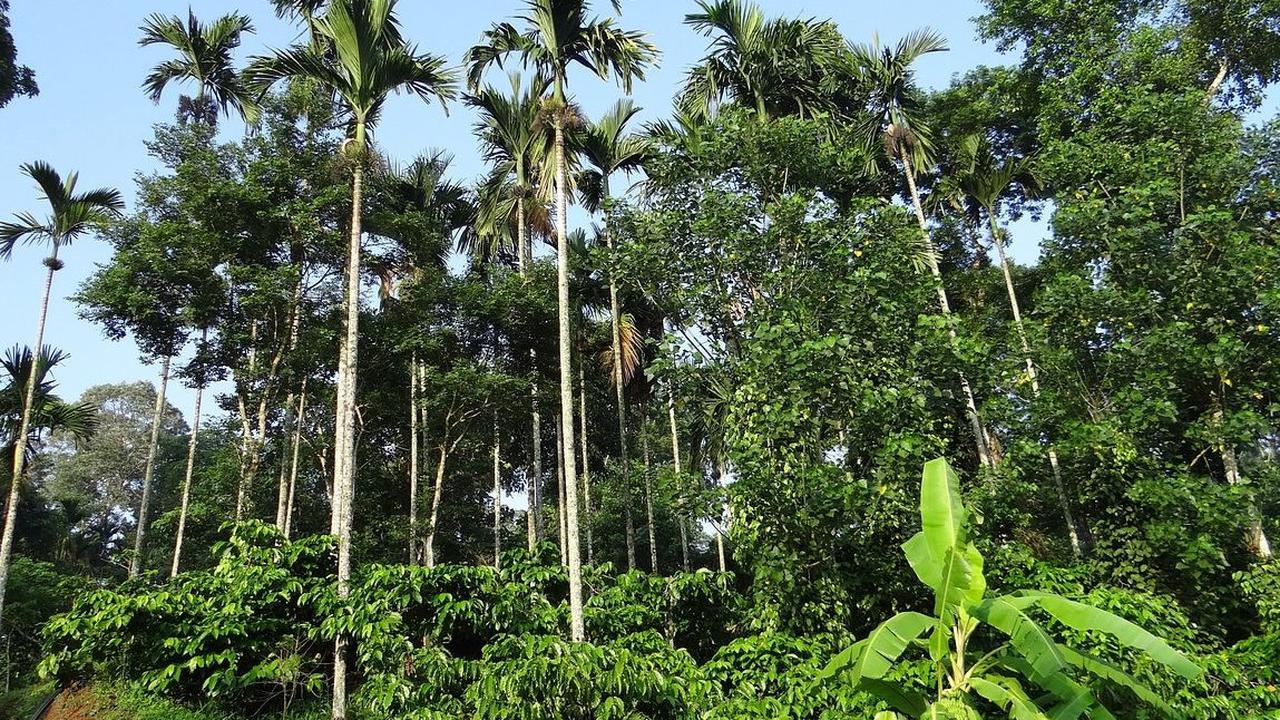 3. Kampung Kopi Banaran
