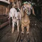 Ilustrasi Kambing/https://unsplash.com/Alex Hudson