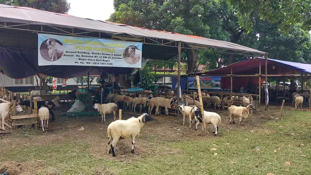 Menjelang Hari Raya Iduladha yang jatuh pada 6 Juni 2025, masyarakat tetap terlihat antusias mencari hewan kurban, seperti kambing, domba, maupun sapi