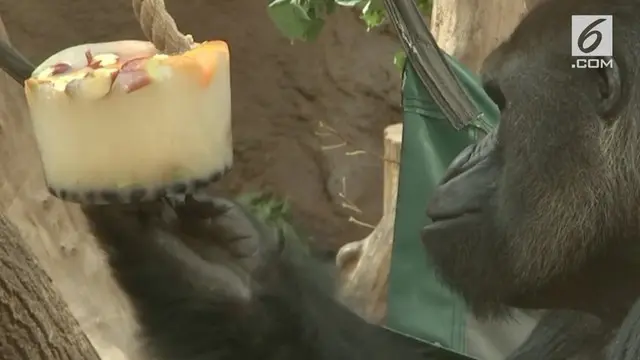 Kebun Binatang Praha di Republik Ceko memberikan es krim dari buah-buahan untuk gorila dataran rendah. Lantaran wilayah tersebut tengah dilanda cuaca panas 32 derajat Celcius.