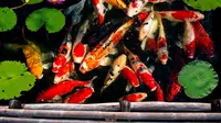Cek Fakta: Tidak Benar Ikan Siluman Tertangkap di Laut Cina Selatan