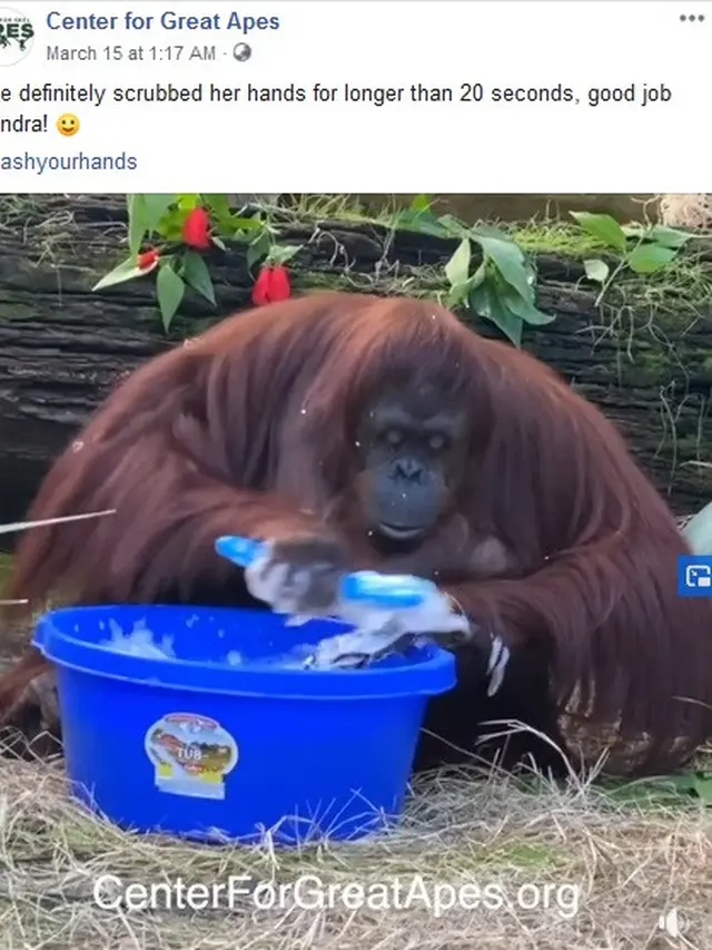 viral video orangutan cuci tangan
