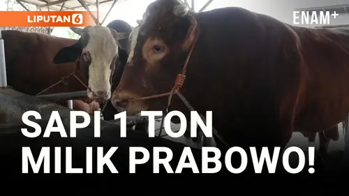 VIDEO: Bejo, Sapi Limosin Milik Presiden Prabowo dari Tegal