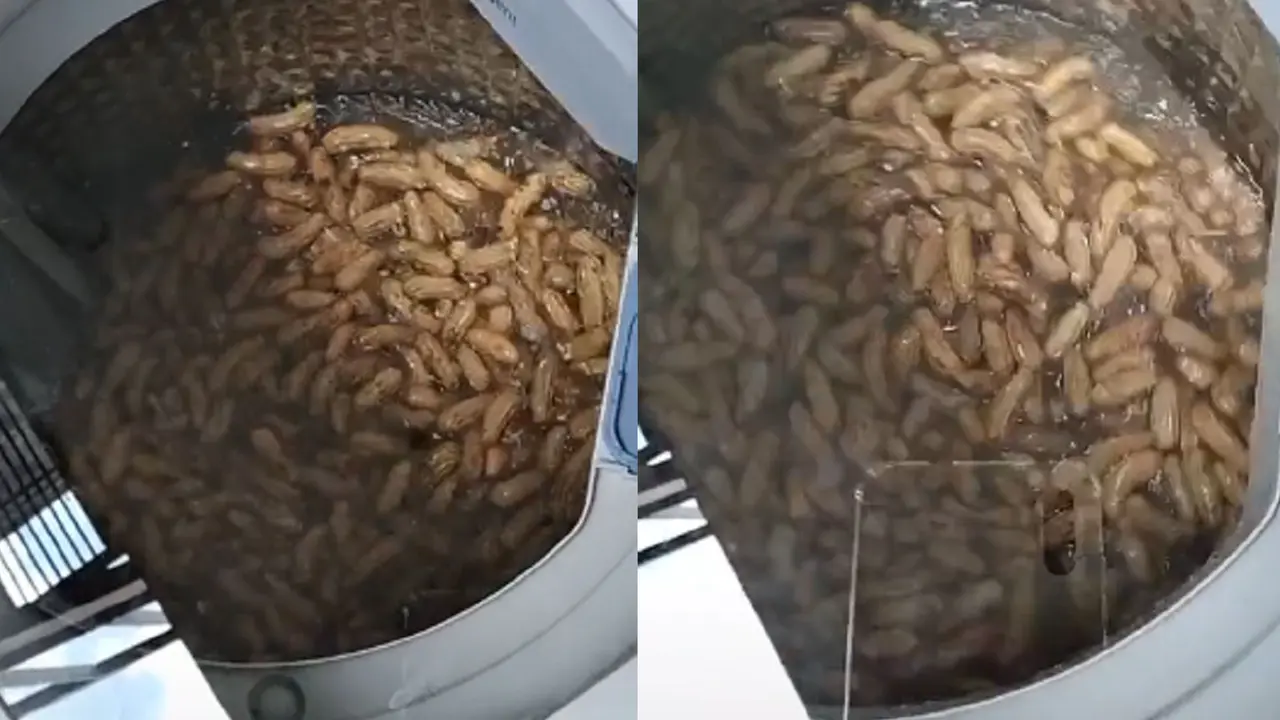 Seorang warganet menggunakan mesin cuci untuk mencuci kacang tanah.